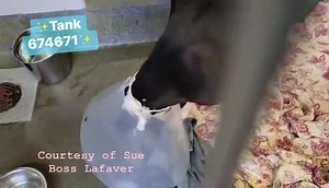 9.2K views · 921 reactions |  UPDATE: ❤️爛 ADOPTION HOLD!...