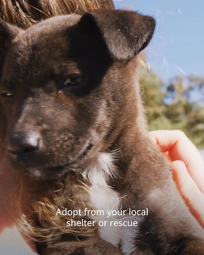 1.4K reactions · 941 shares | Want to make a difference for animals but don’t know where to start?  Check out these powerful ways you can help—from everyday actions to big-picture advocacy. Every act counts. | Humane World for Animals | Facebook