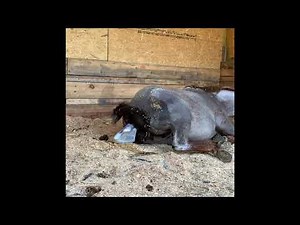 Horse giving birth