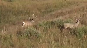 4.3K views · 247 reactions | You won't want to miss this week's all new episode! Tune in tomorrow night at 8:30 ET on The Sportsman Channel! | Major League Bowhunter | Facebook