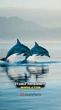 Dolphins give each other names. They use “distinctive whistles.”