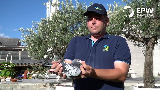 COMING UP: Flanders Collection, Liedekerke All pigeons of 2016 and older, incl. a round of youngsters 2020! ***THE GOLDMINE OF SPRINT AND MIDDLE DISTANCE, NOW FOR SALE ON WWW.EPW-EU.COM*** START: November 29. 2020 END: December 5.-6. and 12.-13.-14. 2020 Download the catalogue: https://european_pigeon_website.mailchimpsites.com For more information, visit: www.epw-eu.com IN THIS AUCTION: - ‘Olympic Rosita’ (mother to ‘Kittel’ and ‘Greipel’) - 12 direct children ‘Brother Goede Rode 992’ x ‘40000