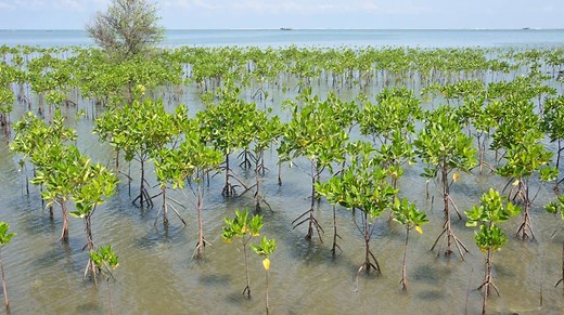 Six projects restoring vital mangrove forests around the world | One Earth