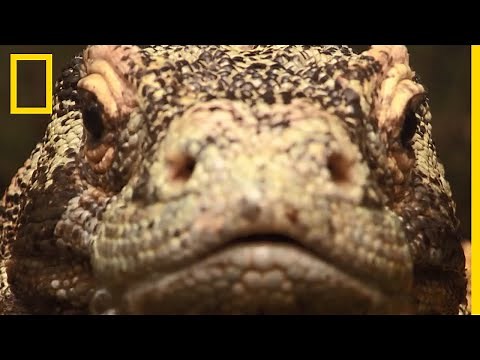 Le puissant venin du dragon de Komodo