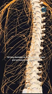That “pins and needles” sensation in your hands, arms, or legs could be more than just poor circulation, it might be a sign of a pinched nerve. When nerves get compressed due to misalignment, muscle tightness, or inflammation, it can lead to numbness, tingling, or even weakness in certain areas of the body. Not sure what’s causing your symptoms? Drop your questions in the comments and we’ll ask our Chiropractors to answer them! Visit our website to read our latest blog and learn more about pinch