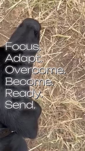 When a dog comes to the line, it’s more than a cue to run. It’s a moment built from hundreds of quiet reps, small corrections, clear pictures, and the trust that forms between a dog and the one standing behind them. Focus is earned. Adaptability is shaped. Confidence is built. And when it all comes together, you get that split second where everything goes still… and you both know exactly what comes next. Ready. Send. | Best Retrievers