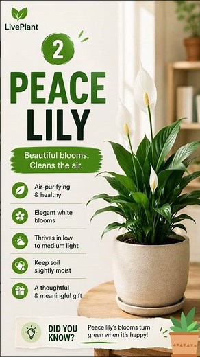5 Best Houseplants to Give as a Gift 🎁🌿