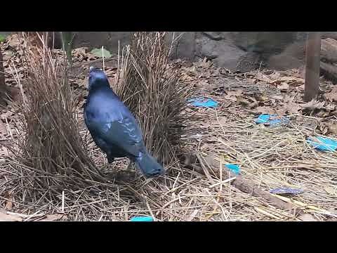 Satin Bower Bird Building nest
