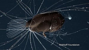 Deep-Sea Anglerfish Mating Captured on Film for the First Time