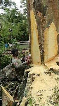 🌳🪚 Perfect Tree Cutting Moment Big Tree DOWN in Style! 💪#treecutting #shortvideo #wood