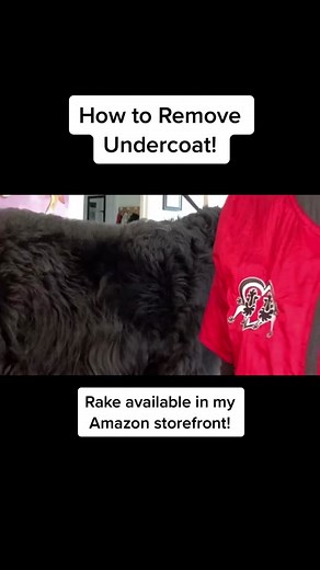 Removing dead undercoat on thick, double coated dogs is very important! Dogs shed in four stages, but thick and heavy coats need our attention to maintain healthy skin and coat and require us to remove it for them. This should be done weekly and these dogs should be professionally groomed every four weeks. The Go Pets double sided undercoat rake is available in my Amazon Storefront Jilly Mucciarone under Dog De-shedding Must Haves: https://www.amazon.com/shop/jillymoochgrooms/list/UQN2GDWPDKWU?r