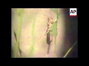 Philippines - Locusts Invasion