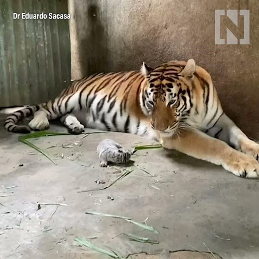 Rare white Bengal tiger born in Nicaragua