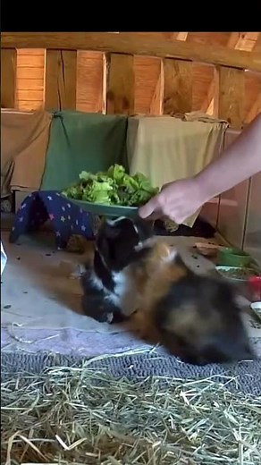 Guinea pig wiggles for dinner #shorts #guineapigs #cute