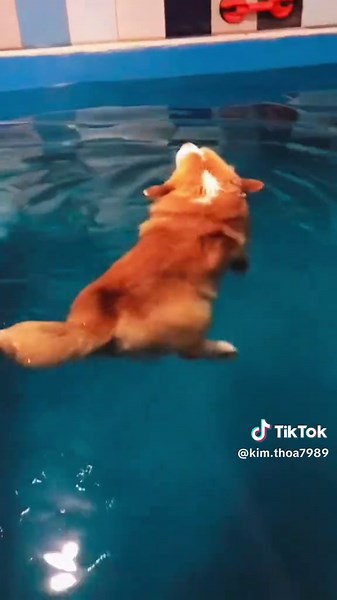 Dogs Playing in Water: Hilarious Moments Captured