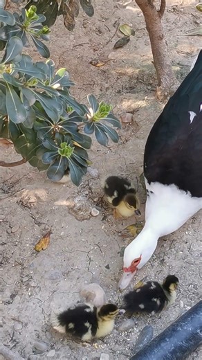 patitos criollos
