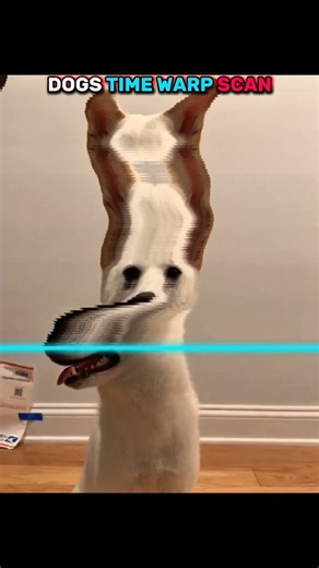 doga time warp scan vs cats 💀 #trolledit #cat #dog #animals #animalbattles #shortvideo
