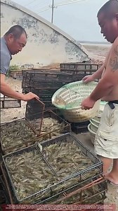 Transferring Salt Flat Shrimp into Cages