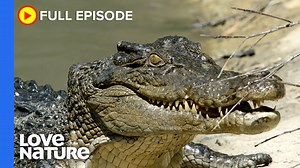 Lurking in the waterways of Queensland and the Northern Territory live the largest living reptiles - #Crocodiles. Crocs were on earth long before the dinosaurs, and have outlived them by millions of years. They are skilled hunters, fishermen, scavengers, and even cannibals. 🐊 | Love Nature