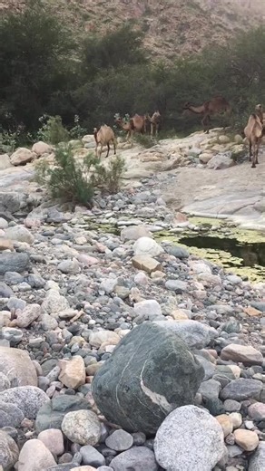 Exploring Camels in their Natural Desert Habitat