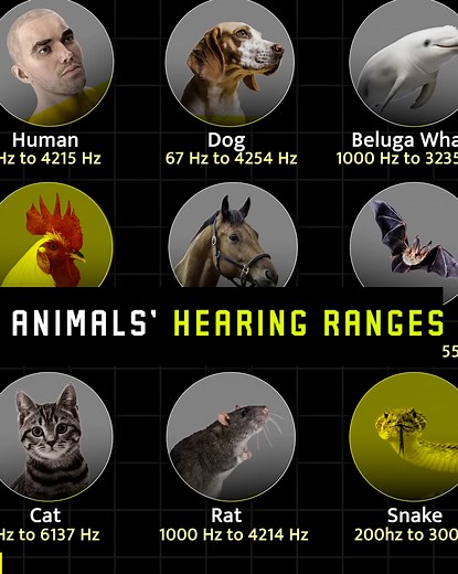 We have created this animation that brings the world of sound to life by visualizing the hearing ranges of different animals and comparing them to human hearing. From the deepest rumbles to the highest frequencies, this video shows how various species perceive the world through sound in ways we can’t even imagine. | The Brain Maze