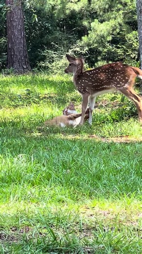 Cat Lover's Farming Adventures in Nature