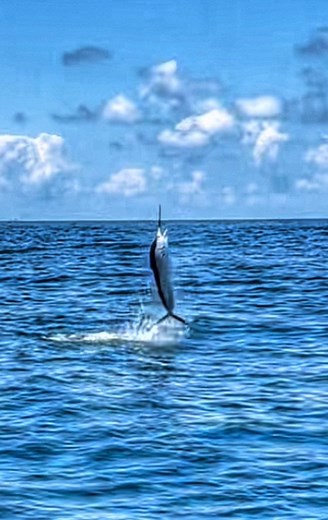 55K views · 706 reactions | We made Out Cast Charters HISTORY today with this fish of a LIFETIME - Incredible Billfish right off the Galveston Texas Coast 勞 #Reels #Fishing #MonstaFishin | Sharky Marquez | Facebook
