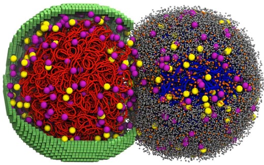 Scientists Simulated an Entire Living Cell in 4D and Watched It Divide