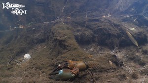 This weeks video is about signal crayfish and if theres a impact on fish eggs https://www.youtube.com/watch?v=l14VArdwOF8&ab_channel=CHASINGSCALES | Jack Perks Wildlife Media