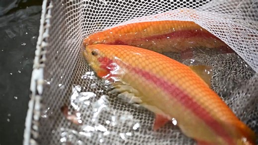 Patience is key when going for a golden rainbow trout. ”Golden rainbows tend to be a little finicky and more difficult to catch, but you can get them to bite if you’re patient,” said Jim Hedrick, WVDNR hatchery program manager. “I recommend using a small hook and bait. Use very little weight, try to make the bait float naturally and give it some time.” Read more: wvdnr.gov/gold-rush-returns-for-fifth-year-with-new-stocking-locations-prizes #GoldRushWV | West Virginia Division of Natural Resource