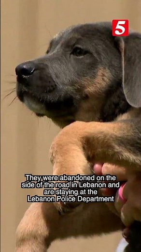 These puppies are doggone cute and they're up for adoption!