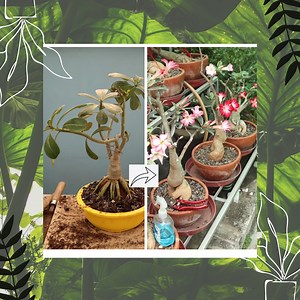 161K views · 4.3K reactions | How to make Adenium tree Bonsai | Best Bonsai for beginners (Full update) Instaragram id link --- https://www.instagram.com/nilkanta.halder/ Youtube channel link --- https://www.youtube.com/channel/UCT_2L68zhD3oGY40IGl3PaQ... | Nilkanta Halder, The Indian Gardener | Facebook