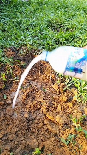 membuat kompos dari limbah dapur rumah tangga #TipsBerkebun #KebunOrganik #gardening #DIYGarden