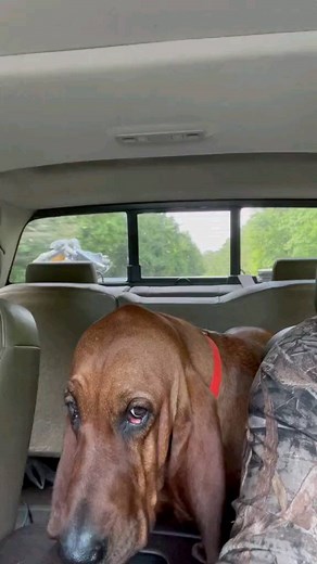 Bloodhound on Instagram: "Bloodhound howling 💛 🎞 Credit: TikTok @ joeymcdonald8 ( Plz DM for credits or removal ) ---------- ✔️ DoubleTap & Tag Your Friends Below 🛎 Turn Post Notification On * Check our page for more cool photos 💯 👉 You can order it on the link my home page❤️❤️❤️ Thank you so much 💗 🔸 🔸 🔸 #bloodhounds_of_instagram #bloodhoundblast #bloodhounddog #bloodhounding #bloodhoundofig #bloodhoundsofig #bloodhoundmix #bloodhoundlife #bloodhoundpuppies #bloodhoundpuppy #bloodhound