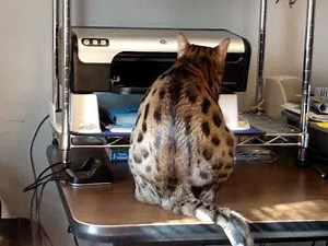 CAT AS PRINTER TECHNICIAN