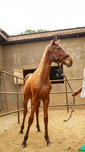 44 reactions | True story: What are those key features you look for in a pony. Let us know in the comments. Most likesd comment gets 5k credit (24h) ⤵️ | Premium Polo Feeds | Facebook