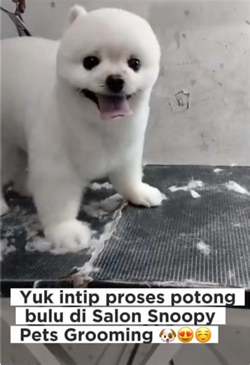 Datang ke salon grooming kami agar anabulmu wangi ,sehat ,dan bersih yaa ☺️#CapCut#surabaya #fypシ #snoopypets #grooming