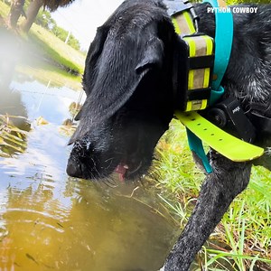 55K views · 962 reactions | I need to have Otto Show Rogue how to dunk her head underwater. | Python Cowboy Hunts | Facebook