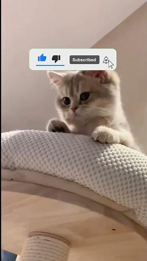 Cats vs. Cucumbers Compilation | Hilarious Cat Reactions