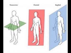 Watch how to sign 'transverse' in American Sign Language.