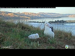 A Tiny Royal Albatross Makes its First Skycall! February 28, 2023 # RoyalCam