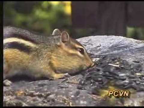 PCVN's Chipmunk Control