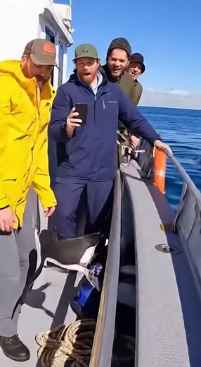 47K views · 637 reactions | POV: Baby Penguin Jumps to Safety – Crew Goes Wild!  #PenguinEscape #OceanPOV #WildlifeMoment | Abyss Predator Raw | Facebook