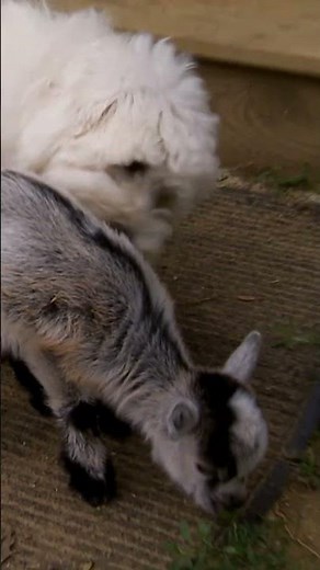 The Cutest 8 Day Old Goat! | Too Cute! | Animal Planet