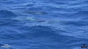 23K views · 773 reactions |  Blue whale predation  Watch as...