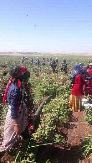 Harvesting Techniques in Agriculture: A Visual Guide