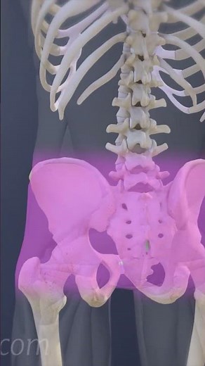 The Hidden Teamwork Behind Lower Back Stability