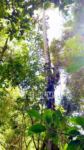 Papa Enoch climbed the pandanus tree, but unfortunately, the fruit had already ripened and fallen off. However, at least you now have some idea of how pandanus nuts are harvested. #bushmanmedia #bushmanphotography #Menyamya #MorobeProvince #naturelovers #pandanus #papa | Bushman Media
