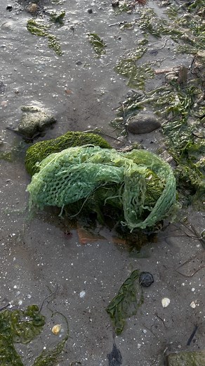 Emi - Bio Designer on Instagram: "Mermaid shell purse made from algae 🐚🧜🏻‍♀️💚🫧 #algaeyarn #biodesign #seaweed #alghe"