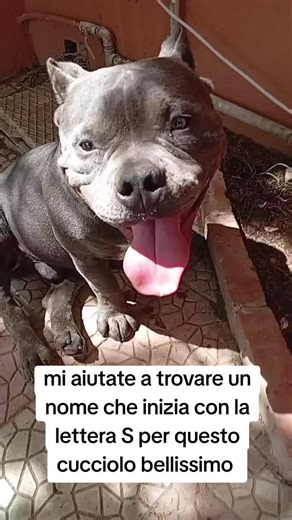 Nome per cucciolo con S: idee carine e originali